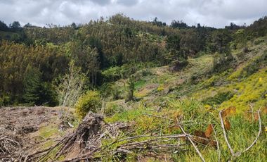 Gran terreno de 33 hectáreas en sector Pehuén,  Lebu