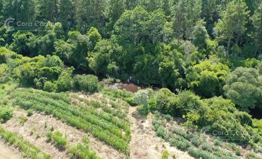 EN VENTA Chacra de 42 Hectáreas- Campo Grande