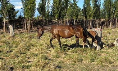 VENDO CHACRA  EN CERVANTES