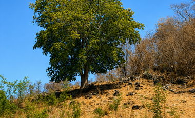 32.3 Hectares (79.8 Acres) | Southern Troncones  Land Opportunity