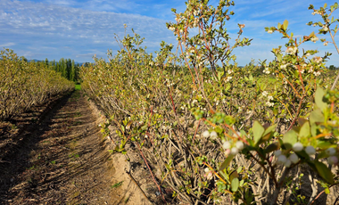 CAMPO AGRÍCOLA, VIÑEDO EN VENTA, PENCAHUE, 100 HA