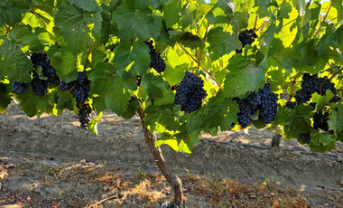 CAMPO AGRÍCOLA, VIÑEDO EN VENTA, PENCAHUE, 100 HA