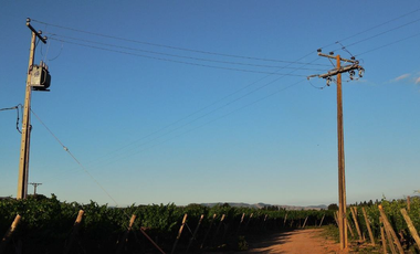 CAMPO AGRÍCOLA, VIÑEDO EN VENTA, PENCAHUE, 100 HA