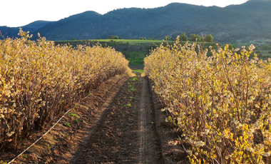 CAMPO AGRÍCOLA, VIÑEDO EN VENTA, PENCAHUE, 100 HA