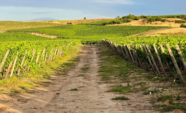 CAMPO AGRÍCOLA, VIÑEDO EN VENTA, PENCAHUE, 100 HA