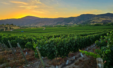 CAMPO AGRÍCOLA, VIÑEDO EN VENTA, PENCAHUE, 100 HA