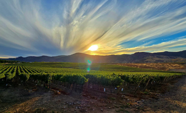 CAMPO AGRÍCOLA, VIÑEDO EN VENTA, PENCAHUE, 100 HA