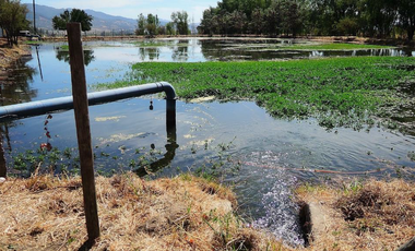 CAMPO AGRÍCOLA, VIÑEDO EN VENTA, PENCAHUE, 100 HA
