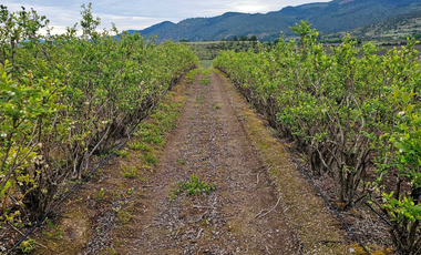 CAMPO AGRÍCOLA, VIÑEDO EN VENTA, PENCAHUE, 100 HA