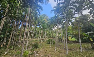 Se Vende Finca de 1.5 has en Espino, Panamá Oeste