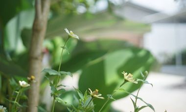 Perumahan Murah Mulai dari 300 Jutaan di Kota Salatiga