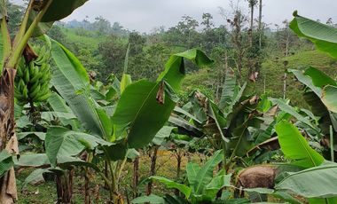 VENDO 30 hectareas La FLORIDA, via San Antonio del Toachi El Porvenir km4