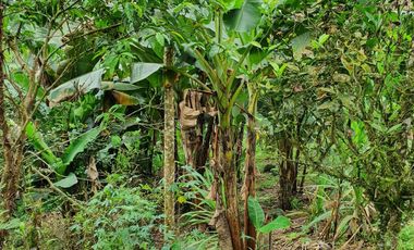 VENDO 30 hectareas La FLORIDA, via San Antonio del Toachi El Porvenir km4