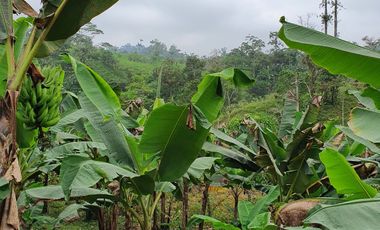 VENDO 30 hectareas La FLORIDA, via San Antonio del Toachi El Porvenir km4