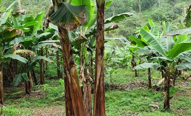 VENDO 30 hectareas La FLORIDA, via San Antonio del Toachi El Porvenir km4