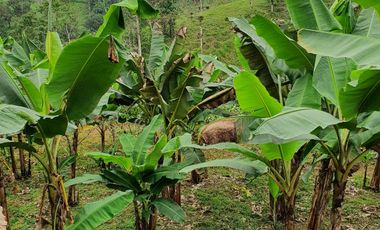 VENDO 30 hectareas La FLORIDA, via San Antonio del Toachi El Porvenir km4