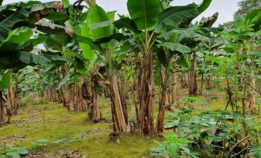 VENDO 30 hectareas La FLORIDA, via San Antonio del Toachi El Porvenir km4