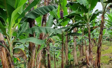 VENDO 30 hectareas La FLORIDA, via San Antonio del Toachi El Porvenir km4