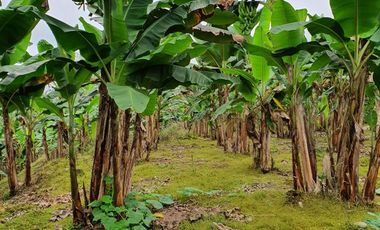 VENDO 30 hectareas La FLORIDA, via San Antonio del Toachi El Porvenir km4