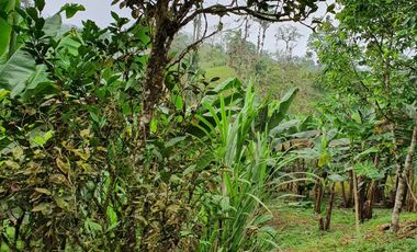 VENDO 30 hectareas La FLORIDA, via San Antonio del Toachi El Porvenir km4