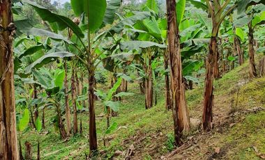 VENDO 30 hectareas La FLORIDA, via San Antonio del Toachi El Porvenir km4