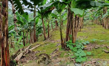 VENDO 30 hectareas La FLORIDA, via San Antonio del Toachi El Porvenir km4