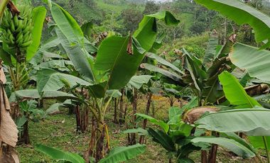 VENDO 30 hectareas La FLORIDA, via San Antonio del Toachi El Porvenir km4