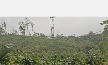 VENDO 30 hectareas La FLORIDA, via San Antonio del Toachi El Porvenir km4