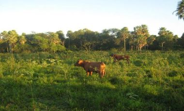 Campo en Formosa