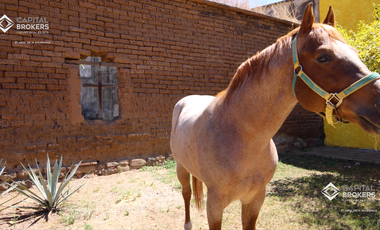 Ex Hacienda La Parreña del Siglo XIX  El Arenal , Jalisco . A 30 min de Gdl.