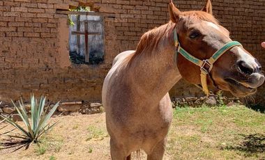 Ex Hacienda La Parreña del Siglo XIX  El Arenal , Jalisco . A 30 min de Gdl.