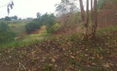 LOW COST FARM LAND FOR SALE IN BAYAWAN - S O L D -
