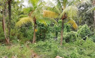 land for sale suitable for warehouses on the roadside of Denpasar Gilimanuk