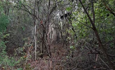 Terreno de 5,000 m2 en Venta, San Diego Cutz, Conkal, Yucatán