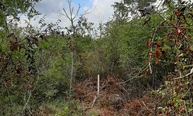 Terreno de 5,000 m2 en Venta, San Diego Cutz, Conkal, Yucatán