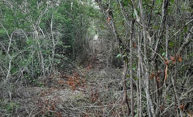 Terreno de 5,000 m2 en Venta, San Diego Cutz, Conkal, Yucatán