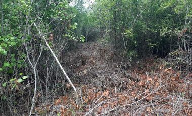 Terreno de 5,000 m2 en Venta, San Diego Cutz, Conkal, Yucatán