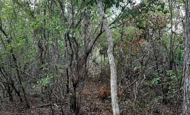 Terreno de 5,000 m2 en Venta, San Diego Cutz, Conkal, Yucatán