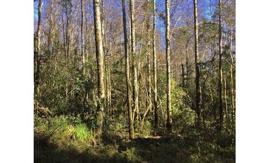 Hermosas Parcelas 5000m2 A Sólo 3,5km De Pucón