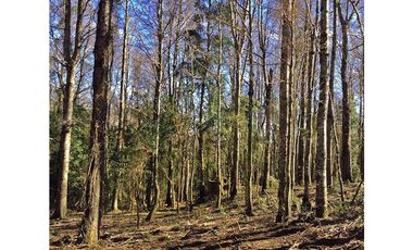 Hermosas Parcelas 5000m2 A Sólo 3,5km De Pucón