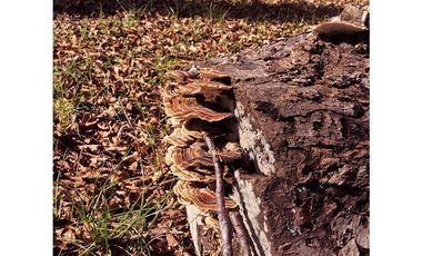 Hermosas Parcelas 5000m2 A Sólo 3,5km De Pucón