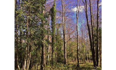 Hermosas Parcelas 5000m2 A Sólo 3,5km De Pucón