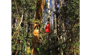 Hermosas Parcelas 5000m2 A Sólo 3,5km De Pucón