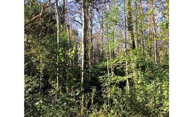 Hermosas Parcelas 5000m2 A Sólo 3,5km De Pucón