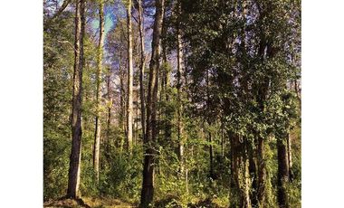 Hermosas Parcelas 5000m2 A Sólo 3,5km De Pucón