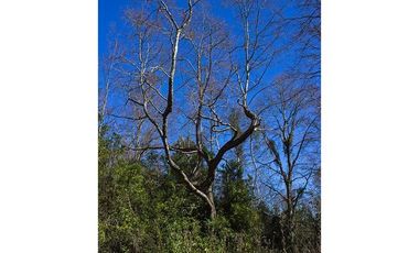 Hermosas Parcelas 5000m2 A Sólo 3,5km De Pucón
