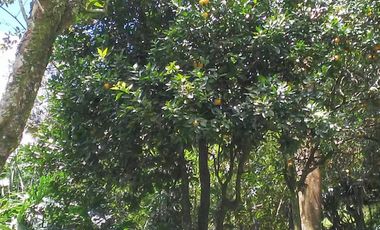 lote en venta en vereda la doctora - las brisas. Cod V208489