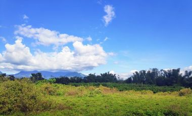 For Sale! 3.9 hectares farm in Murcia, Negros Occidental for Php 20 million (negotiable)❗