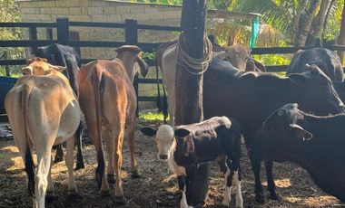 finca en venta en finca la rica. Cod V13738