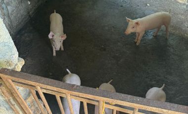 finca en venta en finca la rica. Cod V13738